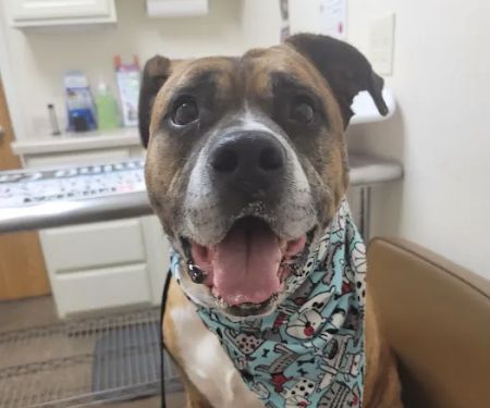 St. Bernard's Animal Medical Center