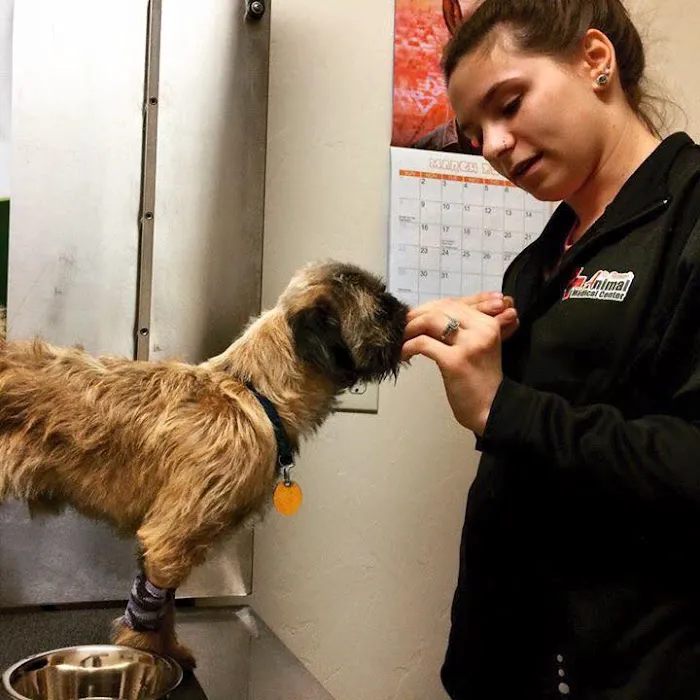 St. Bernard's Animal Medical Center Picture 9