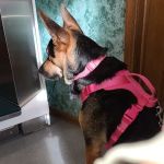 Randolph Veterinary Clinic