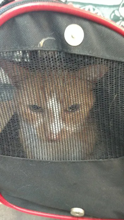 Randolph Veterinary Clinic Picture 9