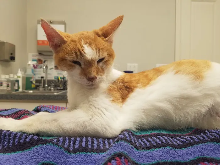 Poynette Veterinary Care Picture 3