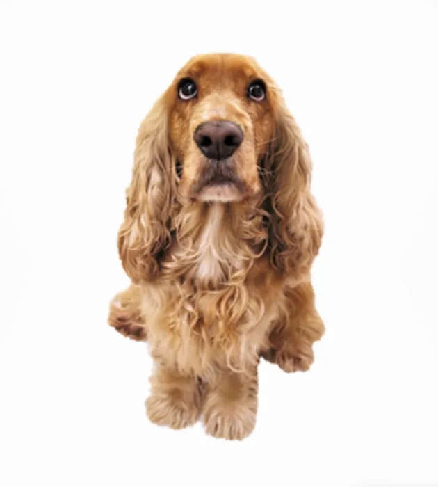 Poynette Veterinary Care Picture 10