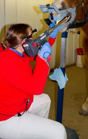 Fox Woods Equine Veterinary Care, LLC Picture 2