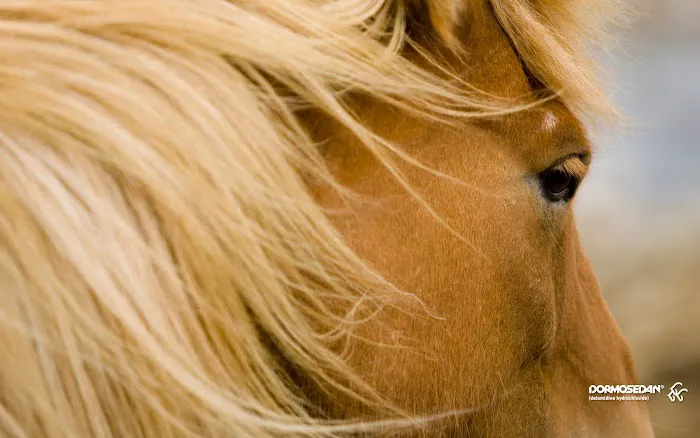 Fox Woods Equine Veterinary Care, LLC Picture 3