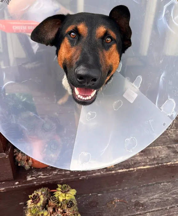 Lodi Veterinary Care Picture 3