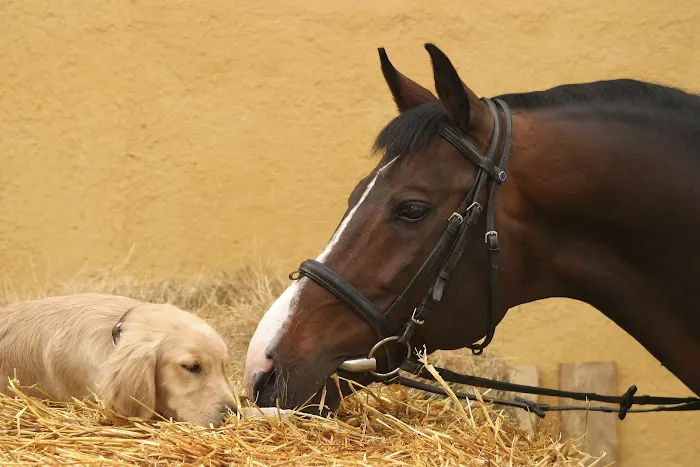 Lodi Veterinary Care Picture 7