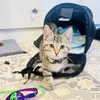 Columbus Countryside Veterinary Clinic ico