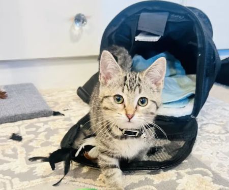 Columbus Countryside Veterinary Clinic