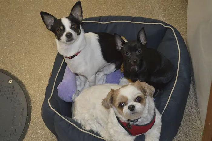 Lancaster Veterinary Clinic Picture 1