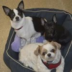 Lancaster Veterinary Clinic