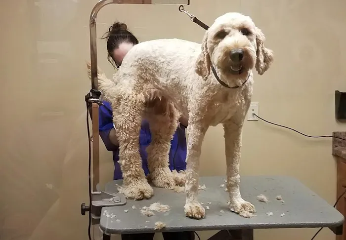 Lancaster Veterinary Clinic Picture 5