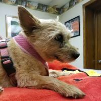 Dodgeville Veterinary Service ico