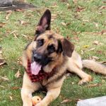 Military Ridge Veterinary Service