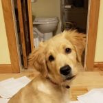 Animal Wellness On Wheels LLC