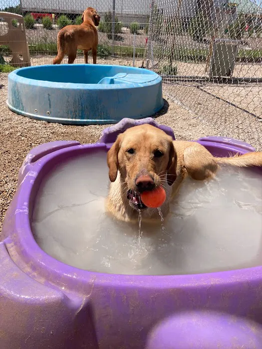 Sauk Prairie Small Animal Hospital and Shamrock Pet Resort Picture 9