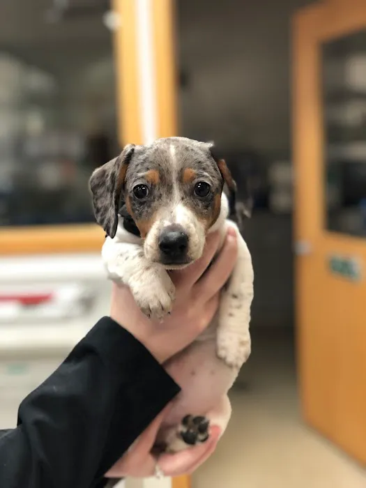 Sauk Prairie Small Animal Hospital and Shamrock Pet Resort Picture 10