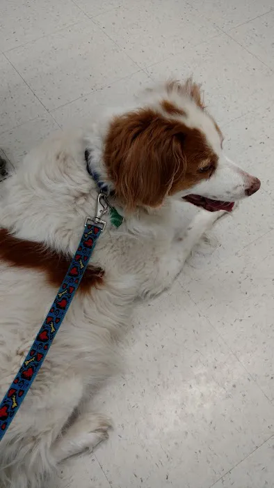 Four Paws Veterinary Clinic, SC Picture 3