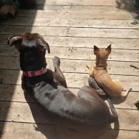 Four Paws Veterinary Clinic, SC ico