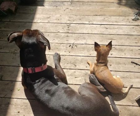 Four Paws Veterinary Clinic, SC