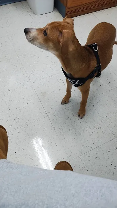 Four Paws Veterinary Clinic, SC Picture 2