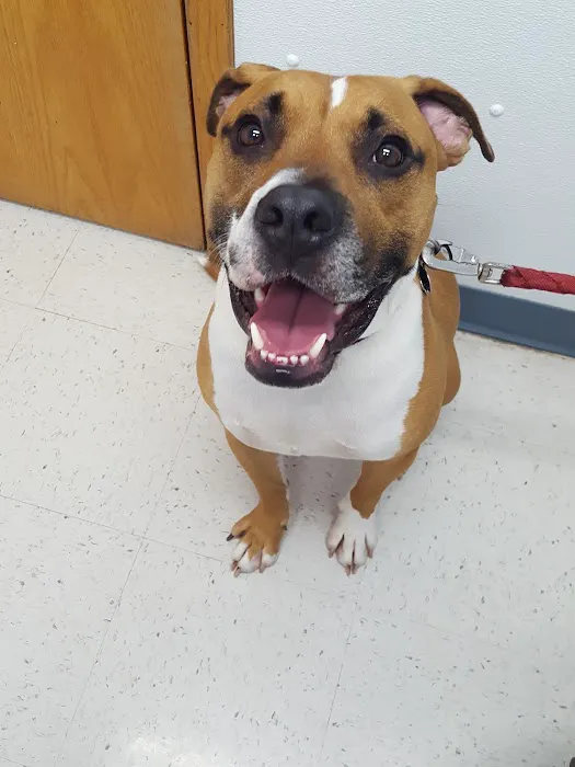 Four Paws Veterinary Clinic, SC Picture 9