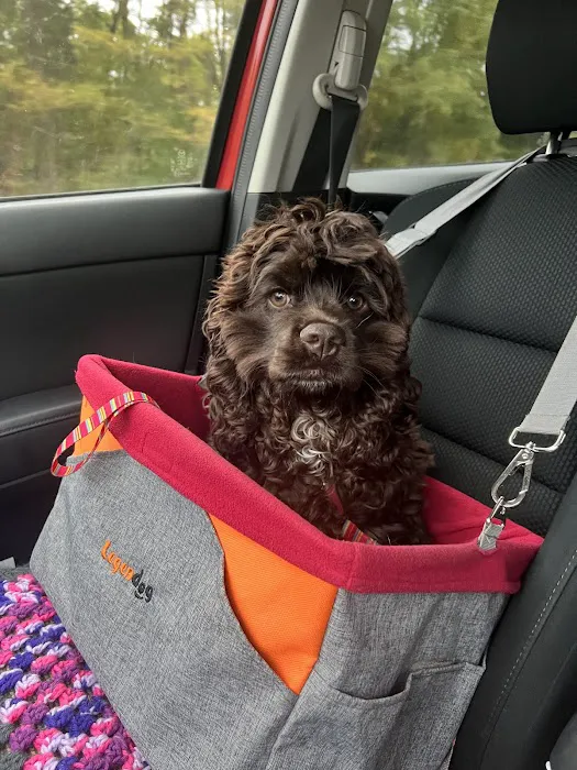Four Paws Veterinary Clinic, SC Picture 6