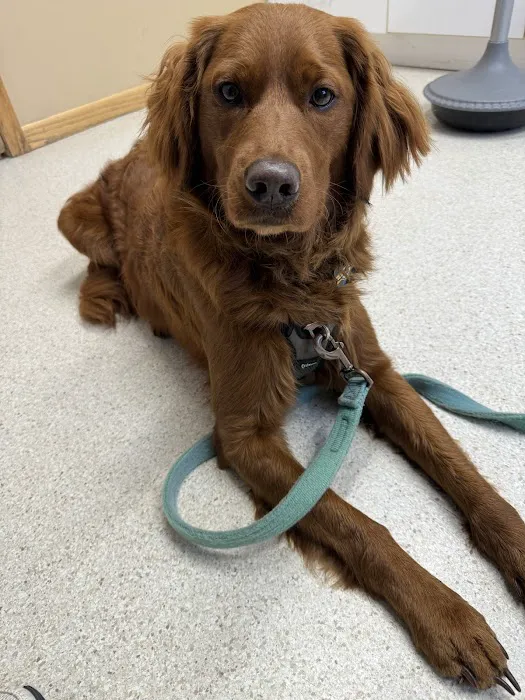 Mazomanie Animal Hospital Picture 8