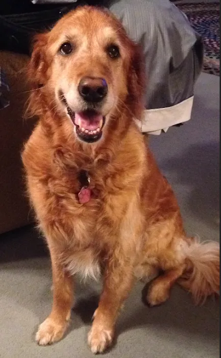 Mazomanie Animal Hospital Picture 10