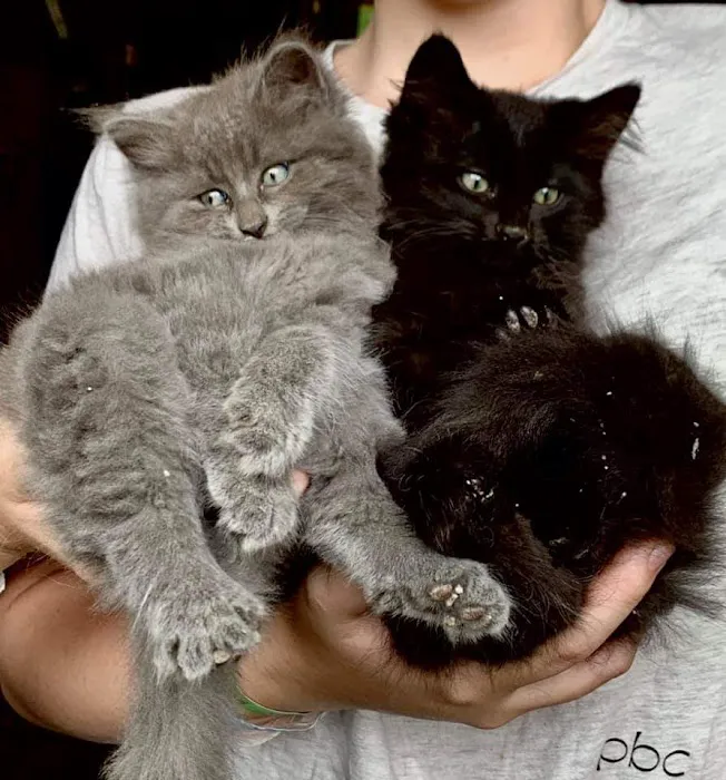 Black Earth Veterinary Clinic Picture 4