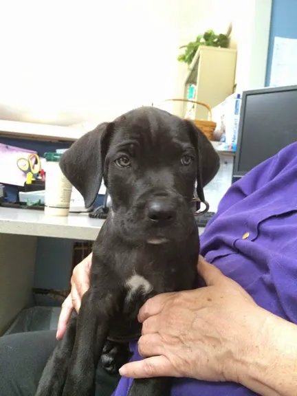 Black Earth Veterinary Clinic Picture 6