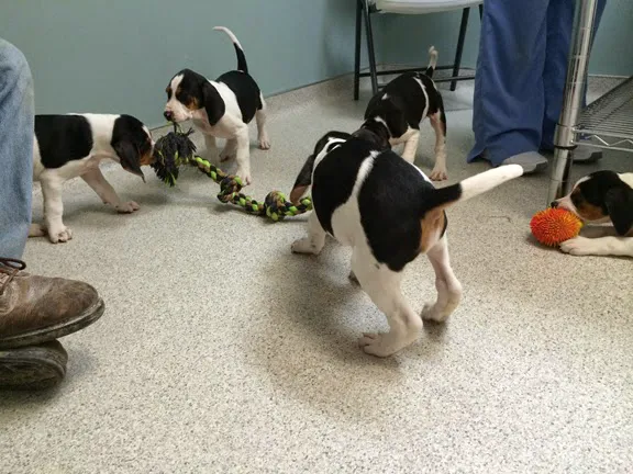 Black Earth Veterinary Clinic Picture 5