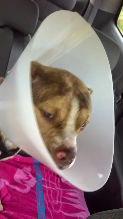 Starlight Veterinary Clinic Picture 1