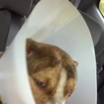 Starlight Veterinary Clinic