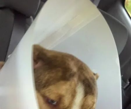 Starlight Veterinary Clinic