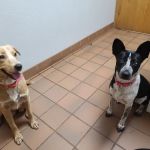 Tri Vet Associates