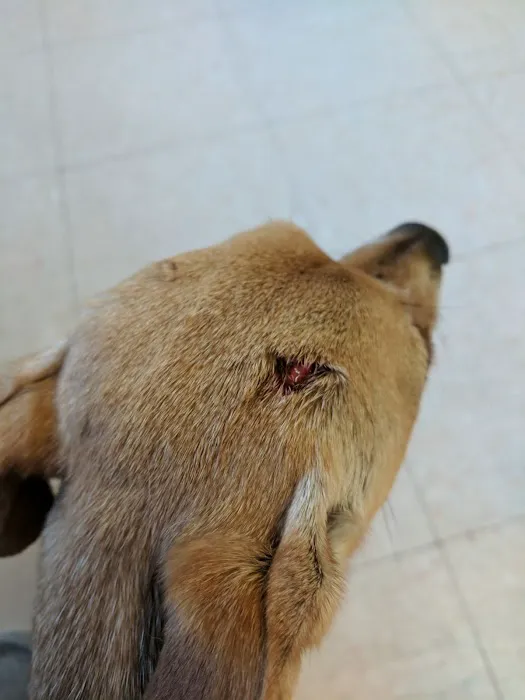 Fargo-Moorhead Animal Hospital Picture 2