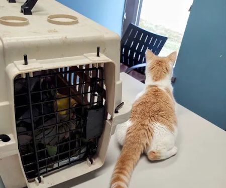 Southgate Veterinary Hospital