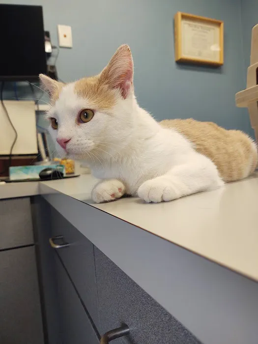 Southgate Veterinary Hospital Picture 2