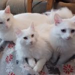 Casselton Veterinary Service, Fargo