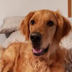 Diamond Q Animal Hospital