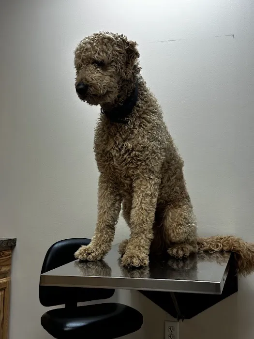 Diamond Q Animal Hospital Picture 6