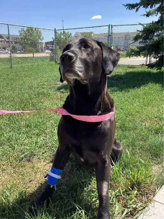 Red River Animal Emergency Hospital & Referral Center Picture 1
