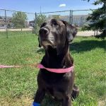 Red River Animal Emergency Hospital & Referral Center