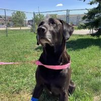 Red River Animal Emergency Hospital & Referral Center ico