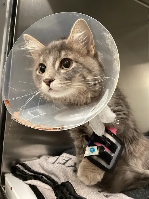 Red River Animal Emergency Hospital & Referral Center Picture 4