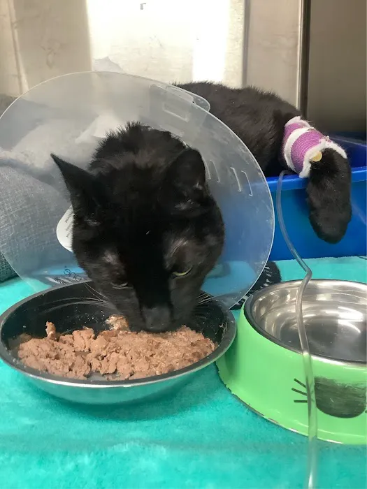Red River Animal Emergency Hospital & Referral Center Picture 2