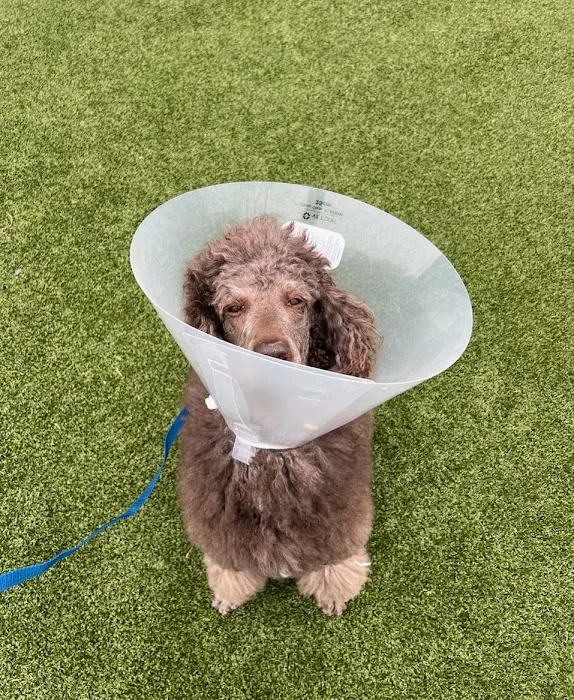 Red River Animal Emergency Hospital & Referral Center Picture 9