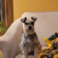 Airport Animal Hospital ico