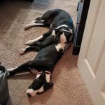 Banfield Pet Hospital