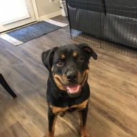 Morrow Animal Hospital ico